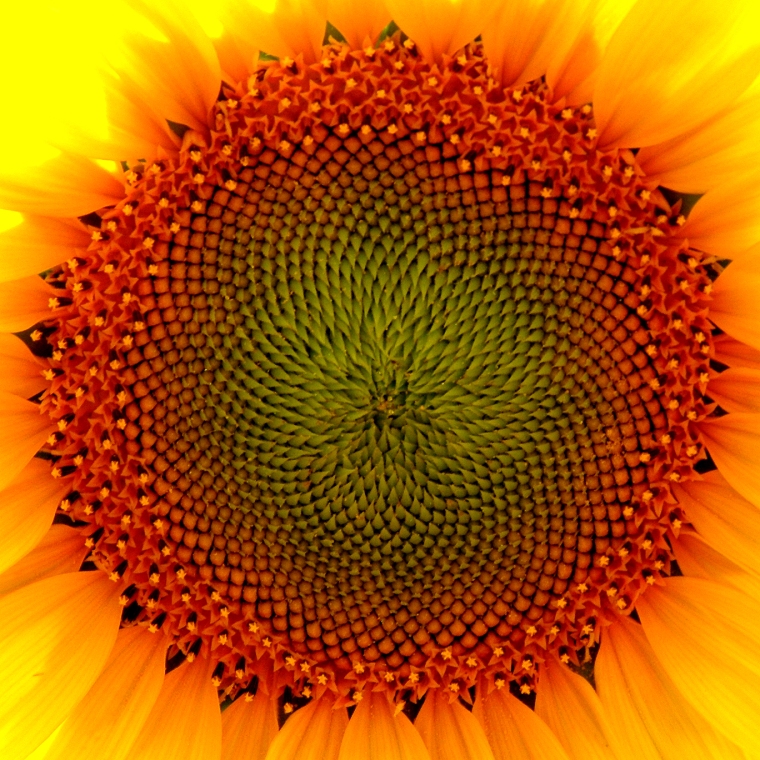 sunflower-extreme-close-up-full-size1